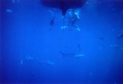 sharks below the boat