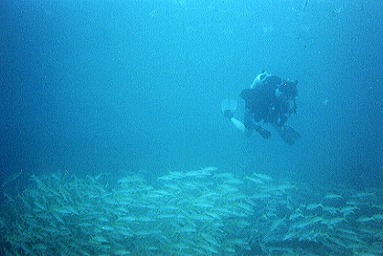 Scuba diving